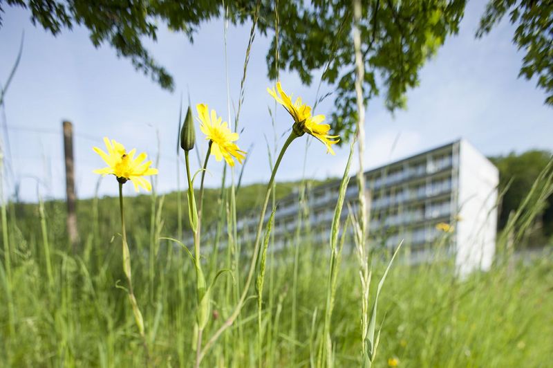 Klinikgebäude hinter Frühlings-Blumenwiese