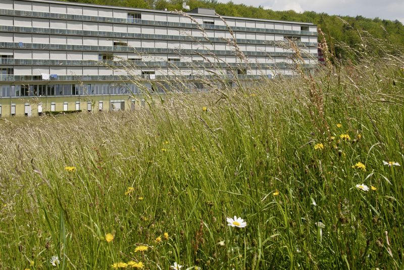 Blumenwiese vor Haus B